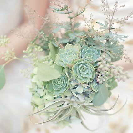 Mint Succulents